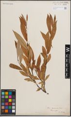 Foto von Salix daphnoides Vill.